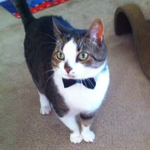 Meet your Posher, Morgan